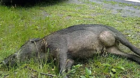 Dzik potrącony na Marysinie
