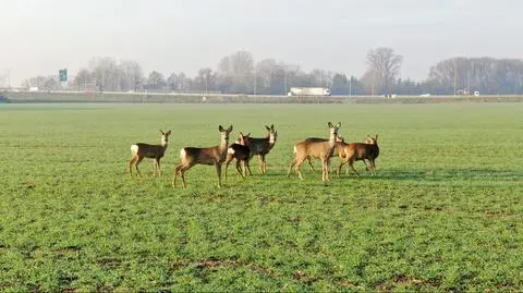 Sarny wybrały się na spacer przy Południowej Obwodnicy Warszawy