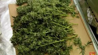 Fabryka marihuany w mieszkaniu