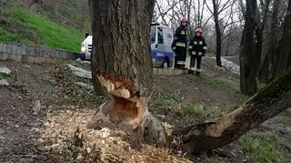 Tak wyglądało "podcięte" drzewo nad Wisłą