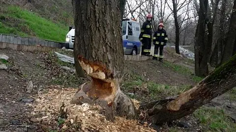 Drzewo zagrażało rowerzystom. Podcięły je bobry