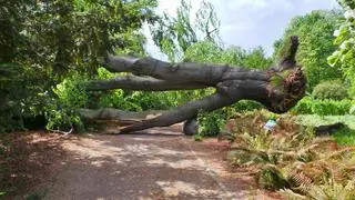 Buk z Ogrodu Botanicznego UW został powalony przez silny wiatr