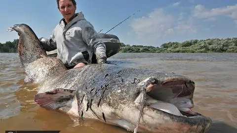 Gigantyczny sum w Wiśle. "Miał 90 kg i 50 lat"
