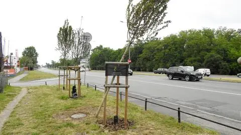 Ktoś zniszczył dziewięć młodych drzew