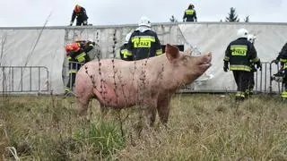 Ciężarówka ze świniami wywróciła się na rondzie