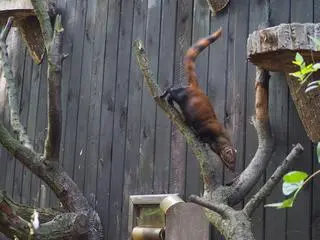 Galidia kasztanowata nowym mieszkańcem zoo