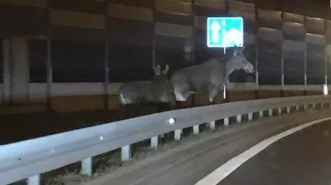 Łosie na Trasie Toruńskiej. "Wróciły na stare śmieci"