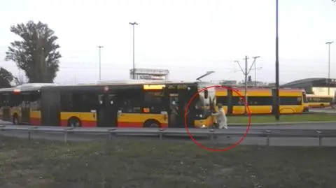 Blokował autobus własnym ciałem. Kierowca przepchnął go 350 metrów