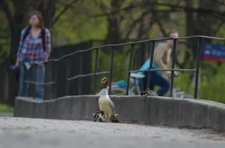 Kierowcy muszą uważać na wędrujące nurogęsi