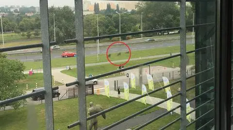 Dziki spacerowały po Żoliborzu. "Strażnicy odprowadzili je wzrokiem"