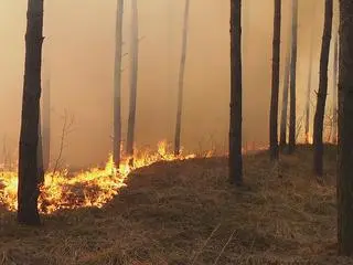 Pożar lasu w Kobyłce