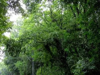 Gałęzie zablokowały przejazd dla tramwajów 