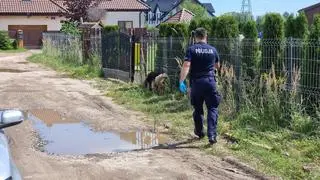 Na miejscu wypadku pracują policjanci z psem tropiącym