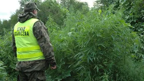 Marihuana w Polskiej Akademii Nauk