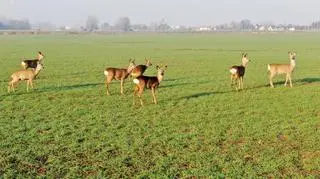 Stado saren przy Południowej Obwodnicy Warszawy