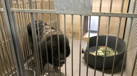 Dostali wezwanie do błąkającego się psa. Agresywny owczarek zaatakował 