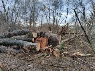 Wycięte drzewa pod budowę mostu pieszo-rowerowego