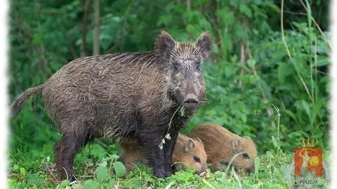 Kłusownik zabił karmiącą lochę. Szuka go policja