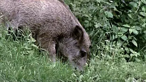 Obława na dzika w szpitalu