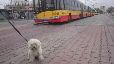 Maluch sam w autobusie