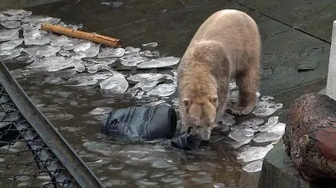 Fajerwerki wystraszą zwierzęta? "Niedźwiedzie dostaną środki uspokajające"