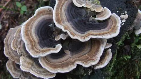 Nie dla "trujących grzybów i pasożytów" w nazwach ulic