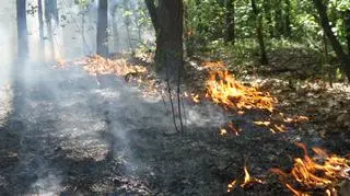 Pożar lasu na Bielanach