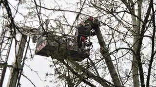 Akcja strażaków na Nowiniarskiej