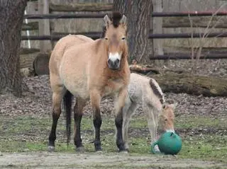 W warszawskim zoo urodziła się klaczka konia Przewalskiego