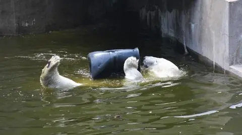Dyrektor zoo zapewnia: niedźwiedzie są w dobrych rękach