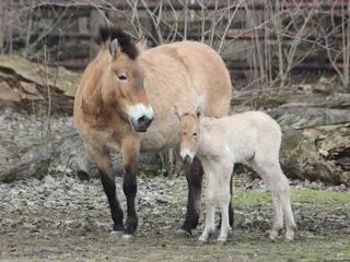 W warszawskim zoo urodziła się klaczka konia Przewalskiego