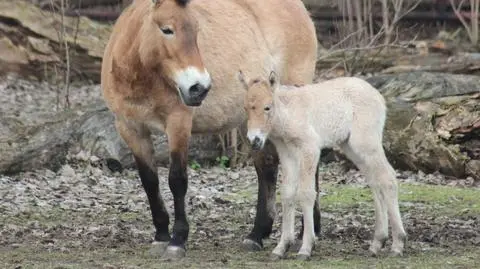 "Urocza klaczka biega u boku mamy". Na wolności zostało ich niewiele 