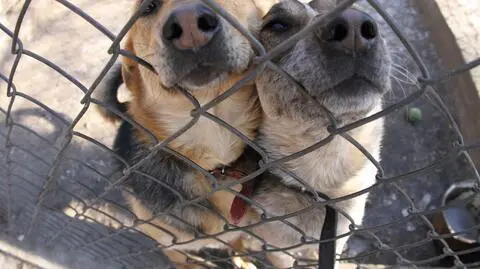 Zmieniają się zasady adopcji psów i kotów z Palucha