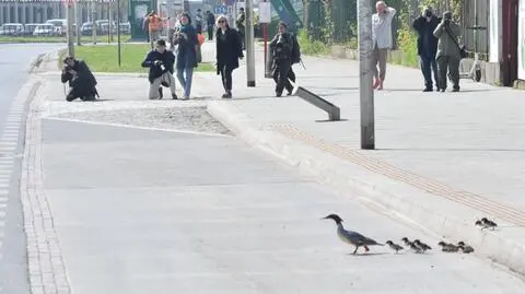 Gdy nurogęsi idą, Warszawa staje