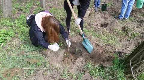 Posadzili 700 drzew w Lasku na Kole