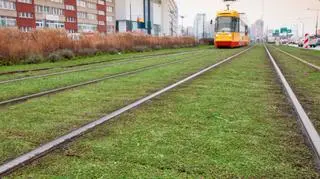 Tramwajarze posadzili rozchodnik na kolejnym, ponad kilometrowym odcinku torów w centrum Warszawy