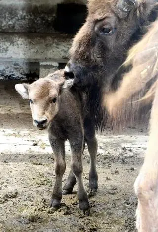 W stołecznym zoo urodziła się żubrzyca