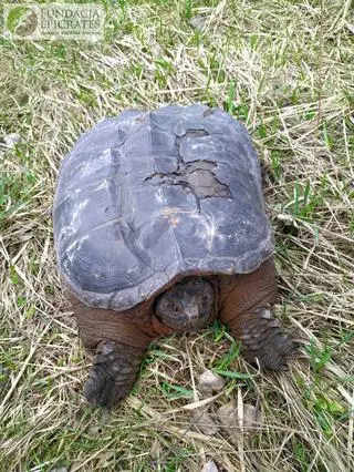 Żółw jaszczurowaty złapany pod Warszawą