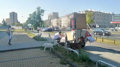 Kozy i przyczepka przed sądem. "Nie protestuję, czekam na rozprawę"