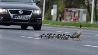 Kierowcy muszą uważać na wędrujące nurogęsi