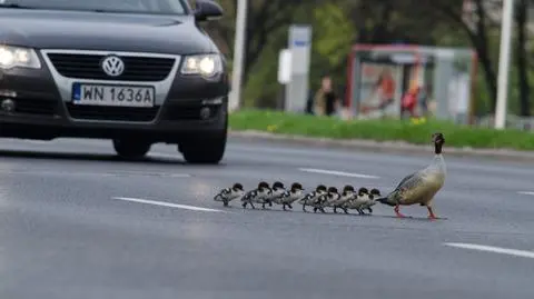 Uwaga na kacze rodziny. Nurogęsi wędrują w okolice Wisły