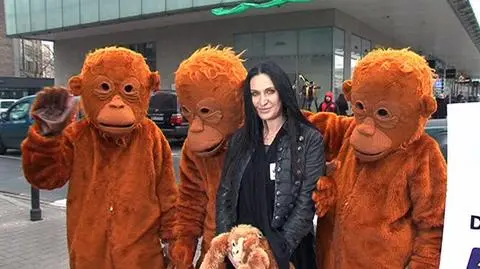 Kayah walczy o życie orangutanów