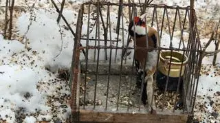 Sczygieł razem z pozostałymi ptakami trafił do zoo
fot. KSP