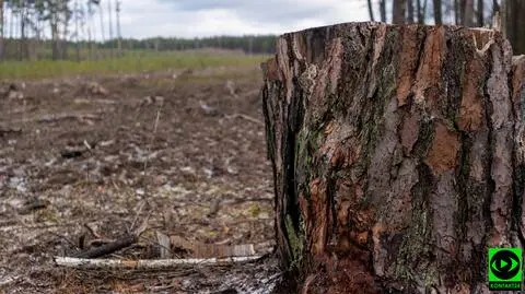 "Spacer alejkami pomiędzy stertami pociętych i gotowych do wywózki drzew"