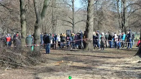 Wycinają drzewa, zaczynają budowę Izby Pamięci. Mieszkańcy protestują i proszą o konsultacje 