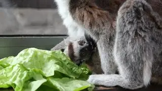 Mały lemur katta wraz z mamą