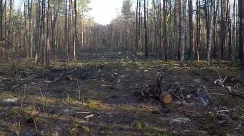 Tutaj spadł MiG-29. Nagranie z miejsca wypadku