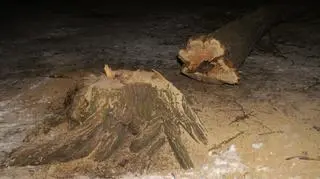 Wycięli drzewa przy Stalowej