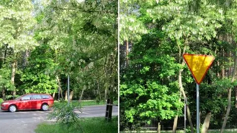 Drzewa zasłaniają znaki. Urzędnicy czekają na zgłoszenia