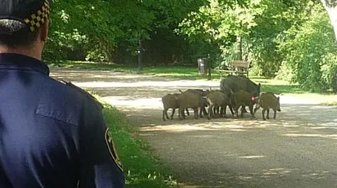 Bawiły na placu zabaw, penetrowały zarośla. Rodzina dzików na Żoliborzu